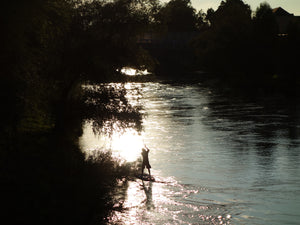 Honig von der Wöhrdinsel